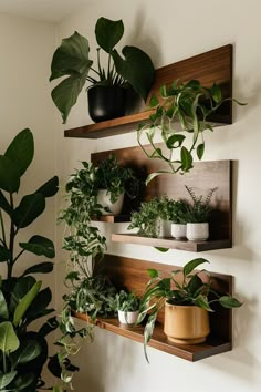 three wooden shelves holding plants and potted plants on top of them, along with two other planters