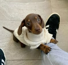 a small brown dog wearing a sweater sitting on the ground next to someone's feet