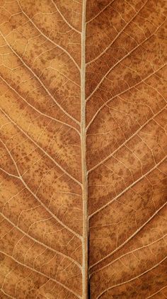 the underside of a brown leaf with thin lines