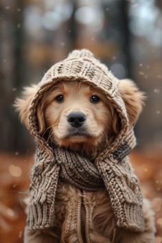 a dog wearing a hat and scarf sitting in the woods with snow falling around it