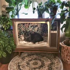 a cat laying on top of a tv in front of some houseplants and potted plants