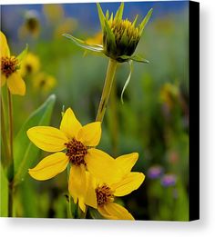 yellow flowers with green leaves in the foreground and blue sky in the back ground