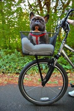 a dog in a basket on the back of a bicycle