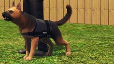 a dog standing in the grass next to a person wearing a black shirt and boots