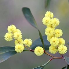 the yellow flowers are blooming on the tree