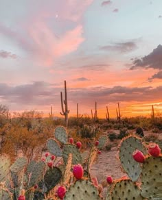 the sun is setting in the desert with many cacti and cactus plants on the ground