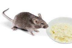 a rat eating out of a white bowl next to some rice on a white background