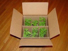 a cardboard box filled with green plants on top of a wooden floor