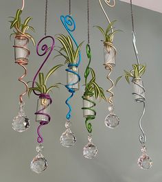 several hanging glass vases with plants in them