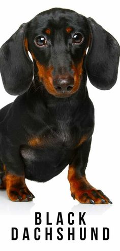 a black and brown dachshund sitting on top of a white background