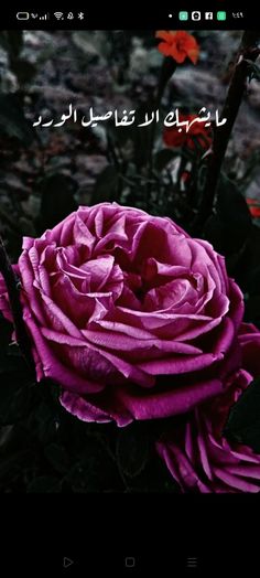 an image of a pink rose with arabic writing on the screen and flowers in the background