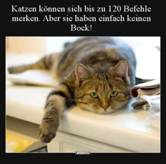 a cat laying on top of a white table