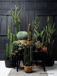 many different kinds of cactus in pots on a table next to a black wooden wall