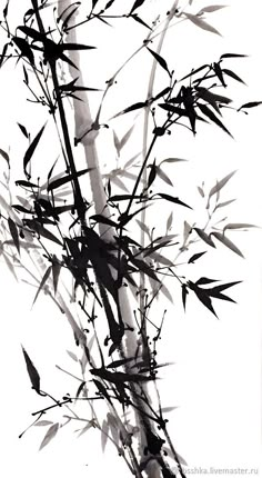 black and white photograph of bamboo branches against a white background with the shadow of leaves on it