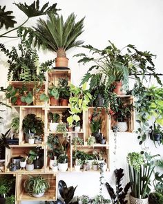 a room filled with lots of different types of plants and potted plants on shelves