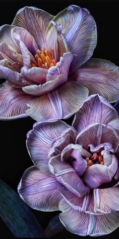 two purple flowers are shown on a black background