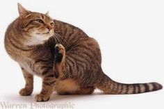 a cat is playing with another cat's paw on a white background in front of the camera