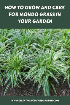 How To Grow And Care For Mondo Grass In Your Garden Shady Gardens