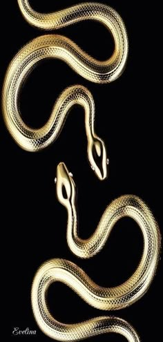 a gold snake on a black background