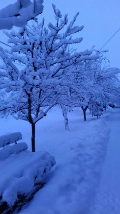 snow covered trees line the side of a road in an area that is almost completely covered with snow