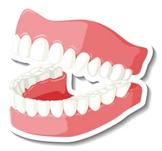 Teeth with gum model on white background | Free Vector #Freepik #freevector #clip-art #tooth-cartoon #cartoon-stickers #cartoon-svg Dental Illustration, Dentist Clipart, Teeth Clipart, Teeth Illustration, Teeth Model, Denture Implants, Medical Stickers, Teeth Art