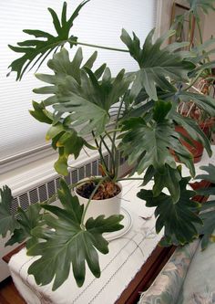 some plants are sitting on a table in front of a heater and windowsill