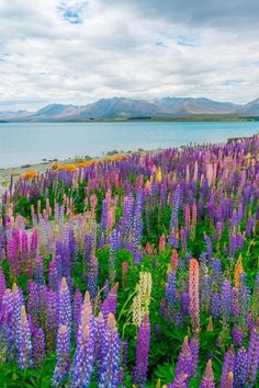 purple and yellow flowers are in the foreground with mountains in the background