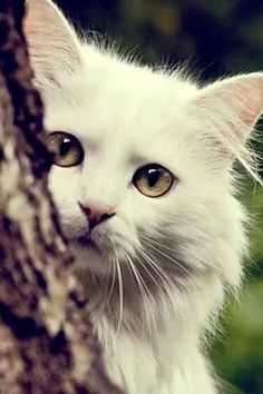 a white cat with green eyes peeking out from behind a tree