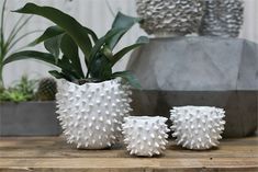 three white vases sitting on top of a wooden table next to a potted plant