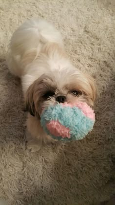 a small white dog chewing on a pink and blue stuffed animal with a ball in its mouth