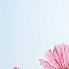 two pink flowers are in the foreground with a light blue sky behind them on a sunny day