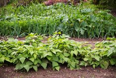 a garden filled with lots of green plants