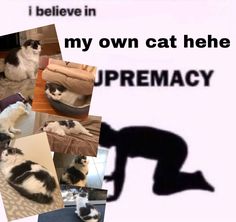 there is a collage of pictures with cats in them and the caption says i believe in my own cat hehe