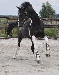 a black and white horse standing on its hind legs