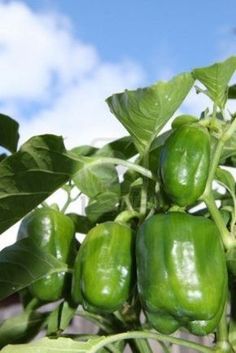 green peppers growing on the plant with sky in background