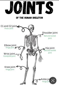 an image of a skeleton labeled in different parts