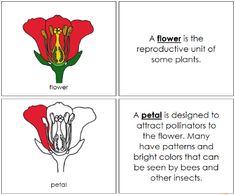 four different types of flowers that are labeled in the same language, with one flower on each