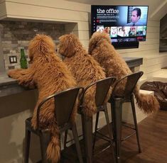 three teddy bears sitting on stools in front of a bar with the tv behind them