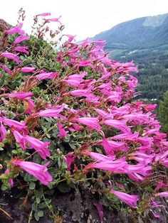 pink flowers growing on the side of a cliff with mountains in the background and trees