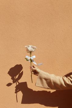 a person holding a white rose in their left hand and shadow on the wall behind them