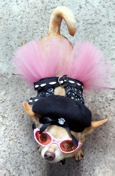 a small dog with pink hair and sunglasses