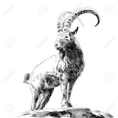 an ink drawing of a ram standing on top of a hill looking at the sky