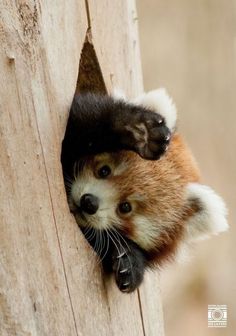 a red panda is poking its head out of the hole