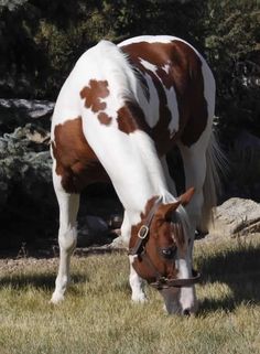 a brown and white horse grazing on grass