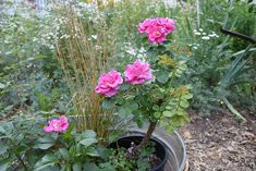 some pink flowers are in a pot on the ground