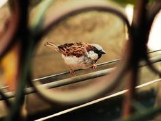 a small bird sitting on top of a metal rail