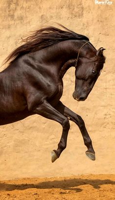 a black horse is galloping in front of a tan wall