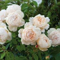 white flowers blooming in the garden on a sunny day