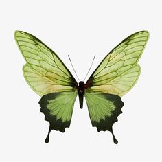 a green and black butterfly on a white background