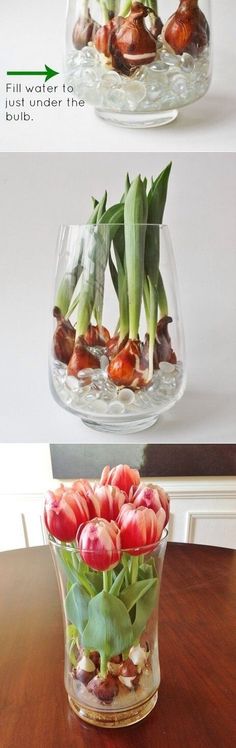 an image of tulips in a glass vase with rocks and pebbles on the bottom